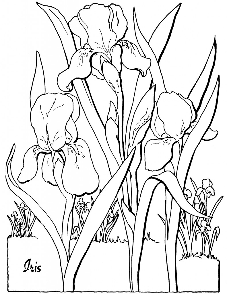 Floral Coloring Pages Simple 55