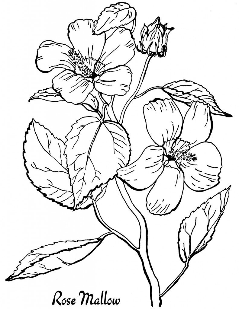 Floral Coloring Pages Simple 76