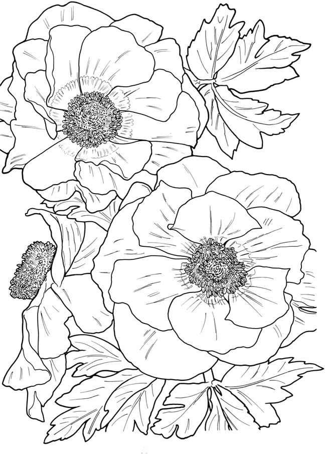 55+ Adult Coloring Pages Finished to Perfection - #7 is Stunning 132