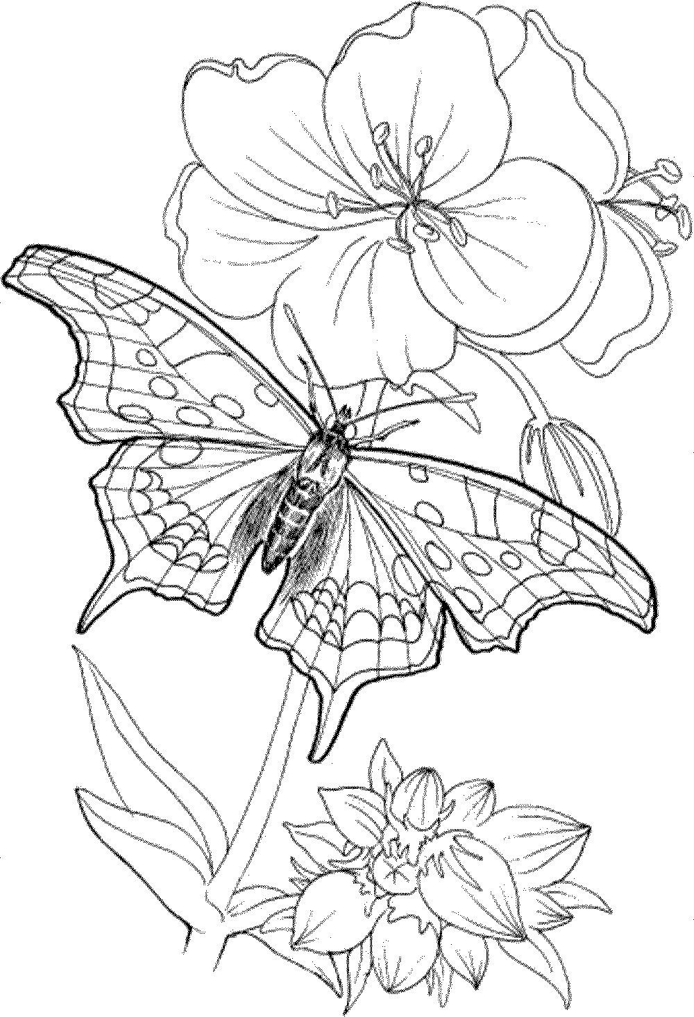 55+ Adult Coloring Pages Finished to Perfection - #7 is Stunning 37