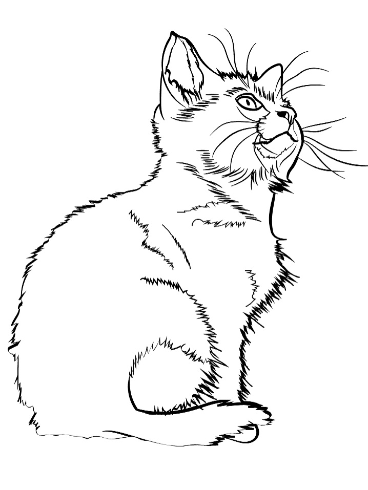 Kitten Coloring Pages Free Printable 119