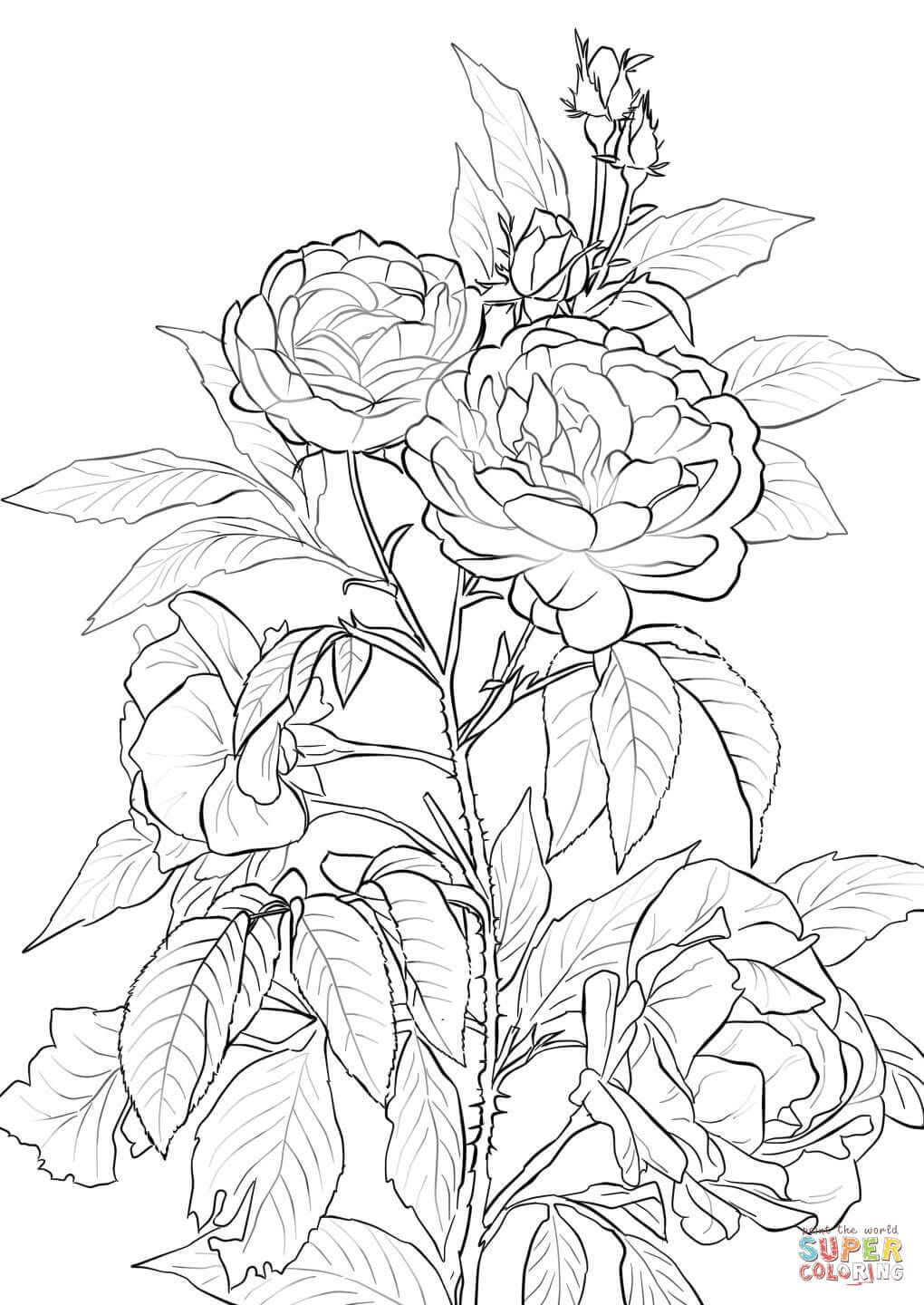 Rose Coloring Pages for Grown Ups Printables 14