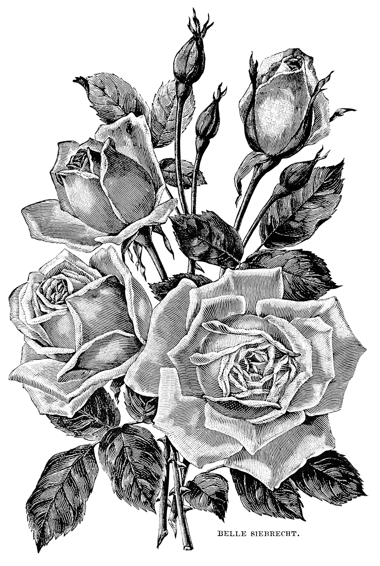 Rose Coloring Pages for Grown Ups Printables 2