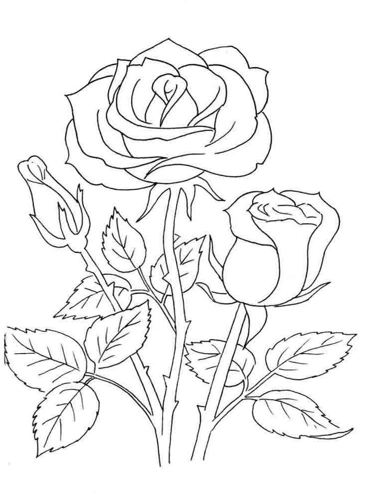 Rose Coloring Pages for Grown Ups Printables 3