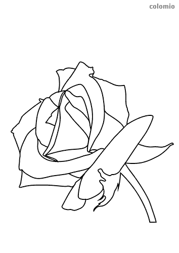 Rose Coloring Pages for Grown Ups Printables 48