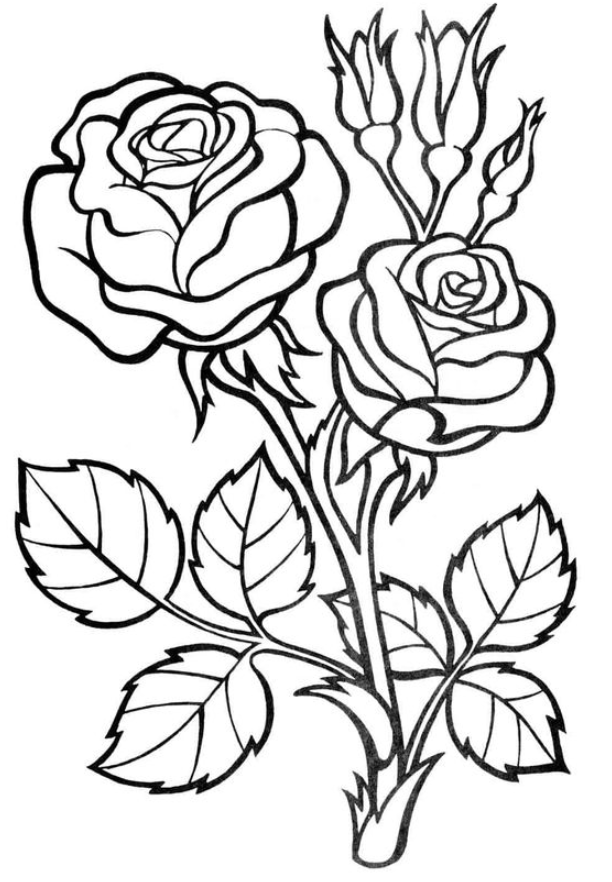 Rose Coloring Pages for Grown Ups Printables 54