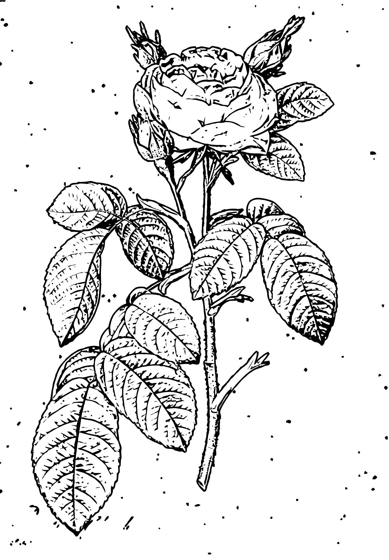 Rose Coloring Pages for Grown Ups Printables 6