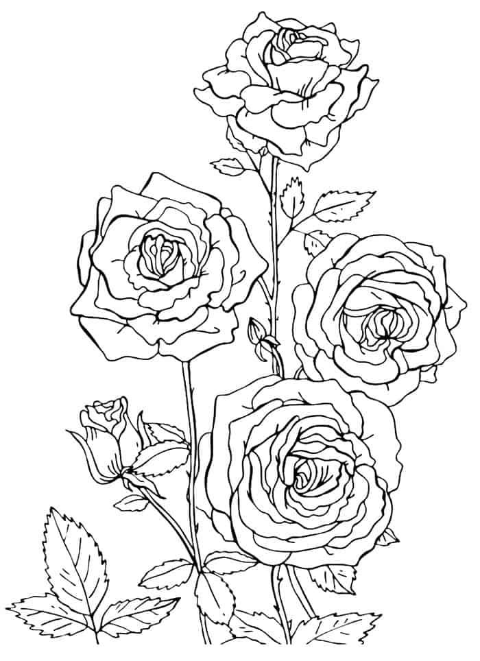 Rose Coloring Pages for Grown Ups Printables 7