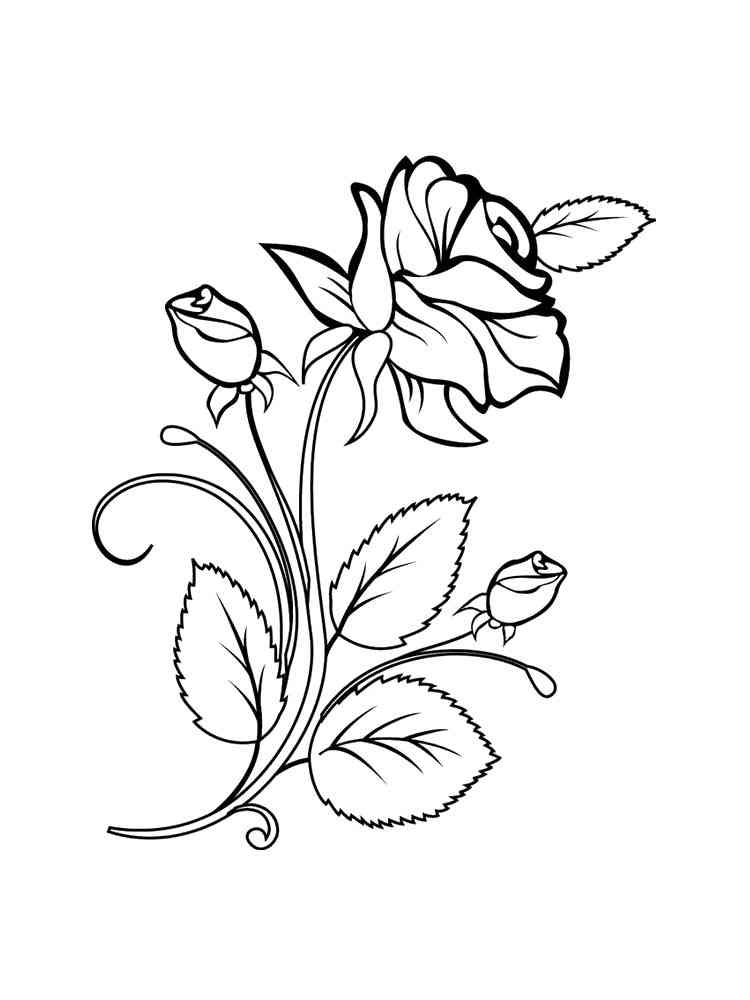 Rose Coloring Pages for Grown Ups Printables 8