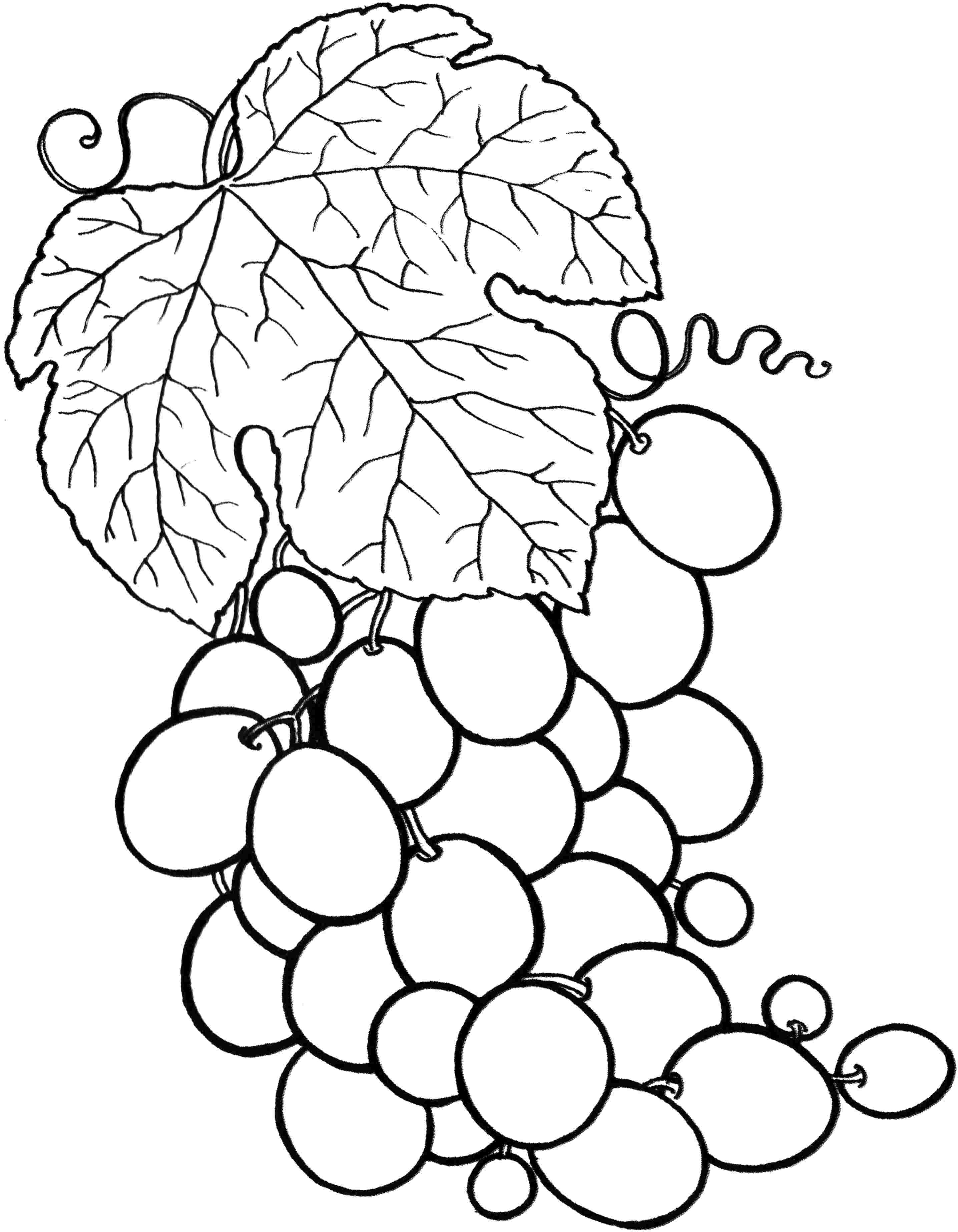 100+ Fruit Coloring Pages 1