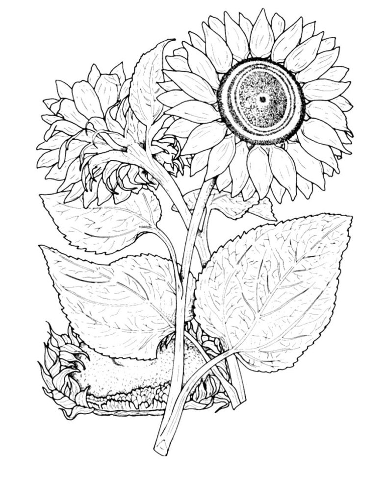 140+ Sun Coloring Page Designs 136