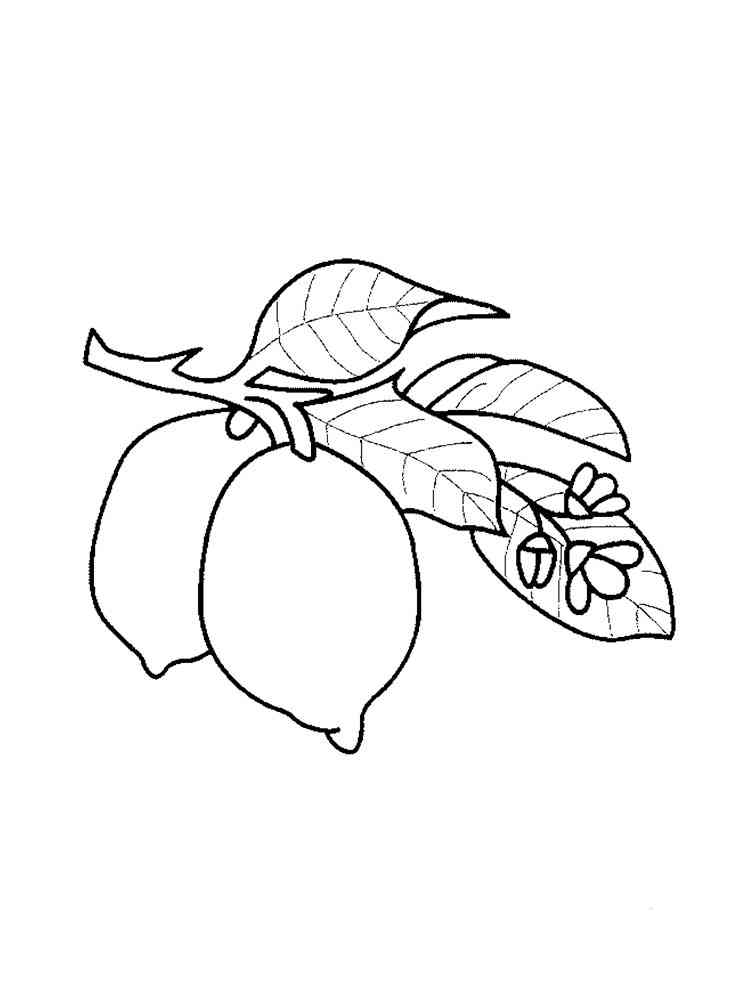 132 Lemon Coloring Pages Printable 103