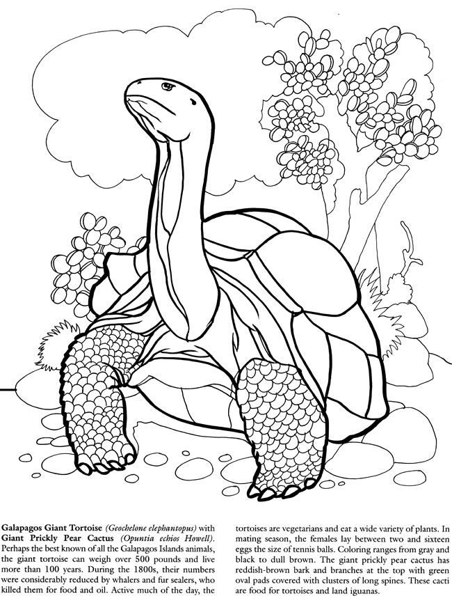 157 Endearing Tortoise Coloring Pages Printable 1