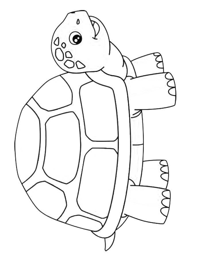 157 Endearing Tortoise Coloring Pages Printable 11