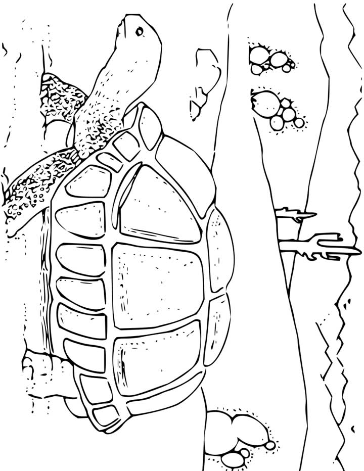 157 Endearing Tortoise Coloring Pages Printable 121