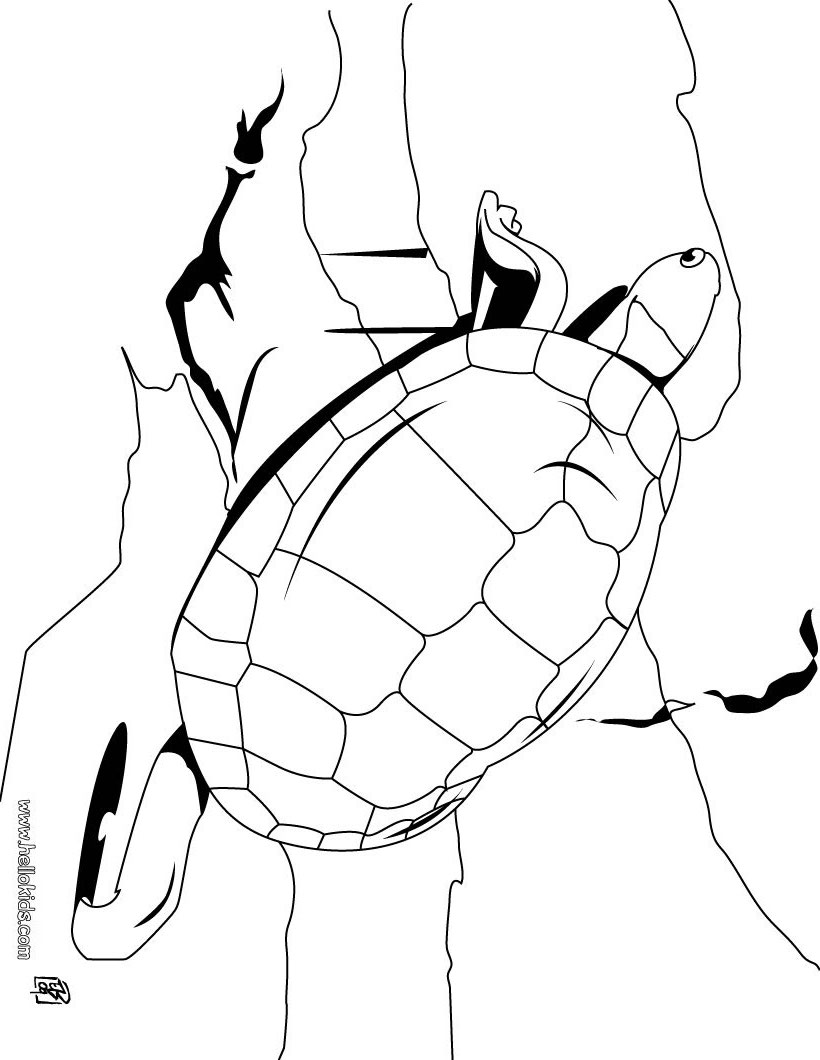 157 Endearing Tortoise Coloring Pages Printable 125