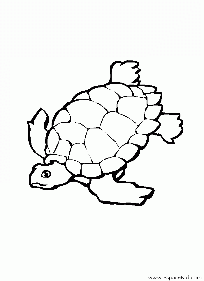 157 Endearing Tortoise Coloring Pages Printable 128