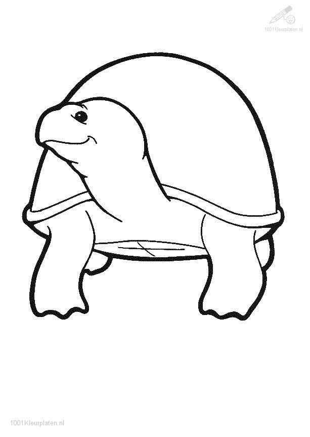 157 Endearing Tortoise Coloring Pages Printable 129