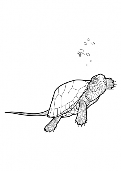 157 Endearing Tortoise Coloring Pages Printable 13