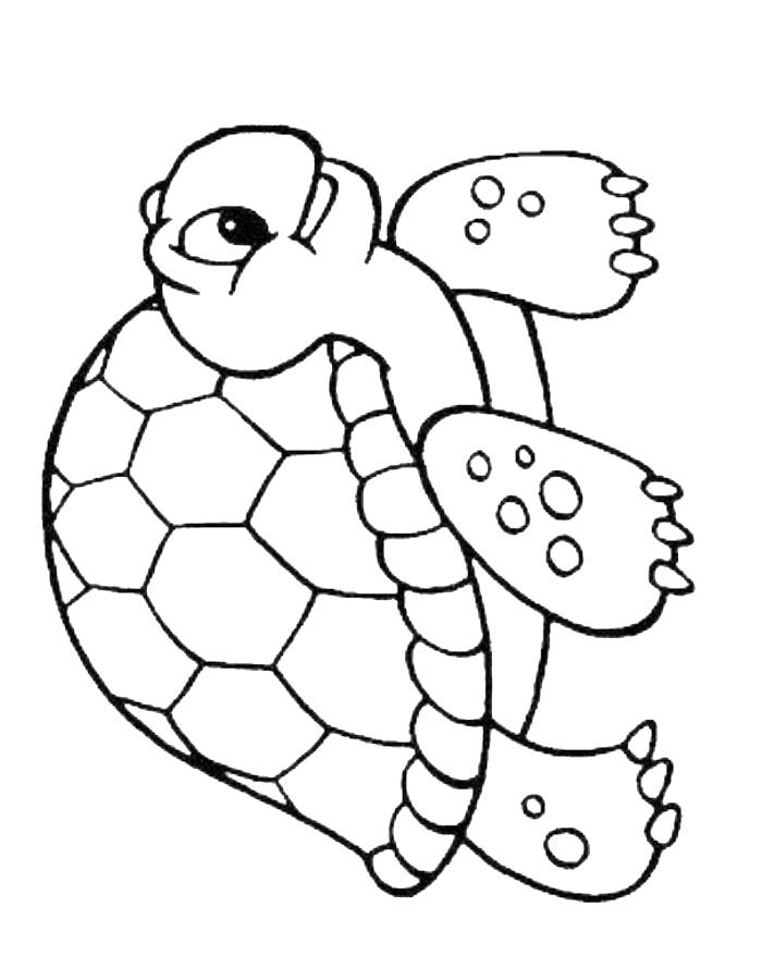 157 Endearing Tortoise Coloring Pages Printable 130