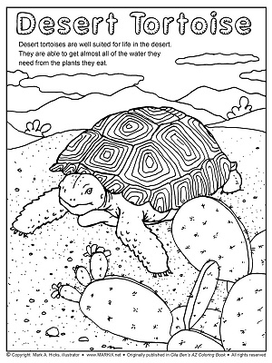 157 Endearing Tortoise Coloring Pages Printable 137