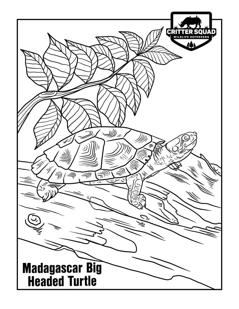 157 Endearing Tortoise Coloring Pages Printable 14