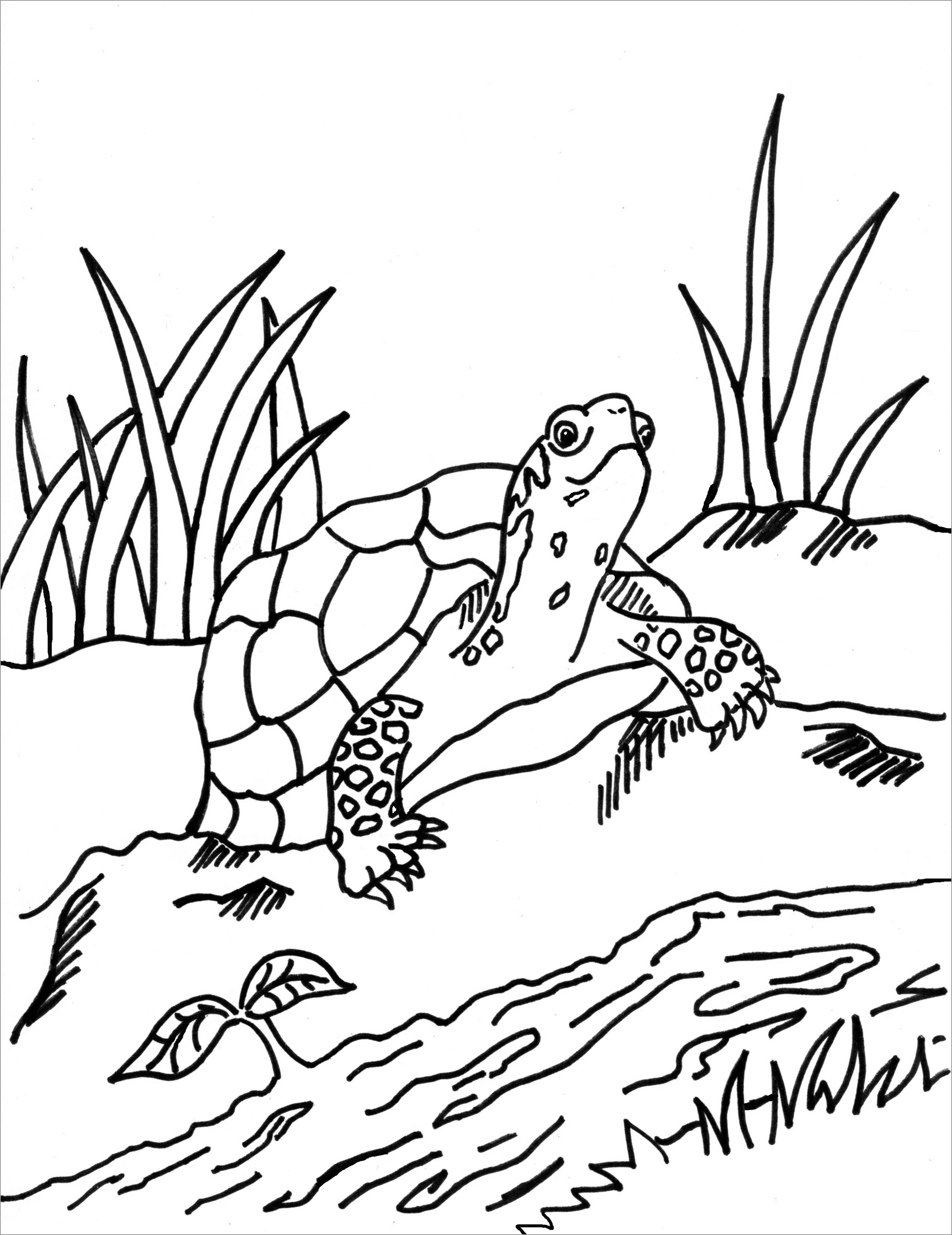 157 Endearing Tortoise Coloring Pages Printable 141