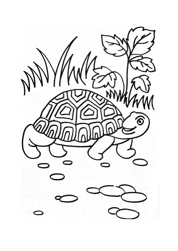 157 Endearing Tortoise Coloring Pages Printable 150