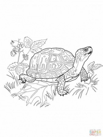 157 Endearing Tortoise Coloring Pages Printable 157