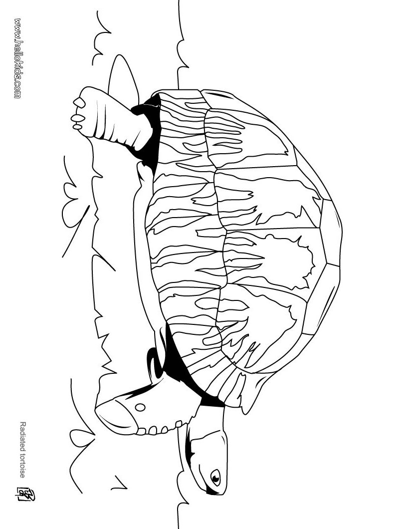 157 Endearing Tortoise Coloring Pages Printable 2