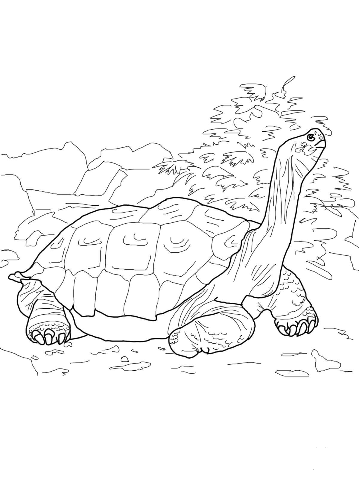 157 Endearing Tortoise Coloring Pages Printable 24