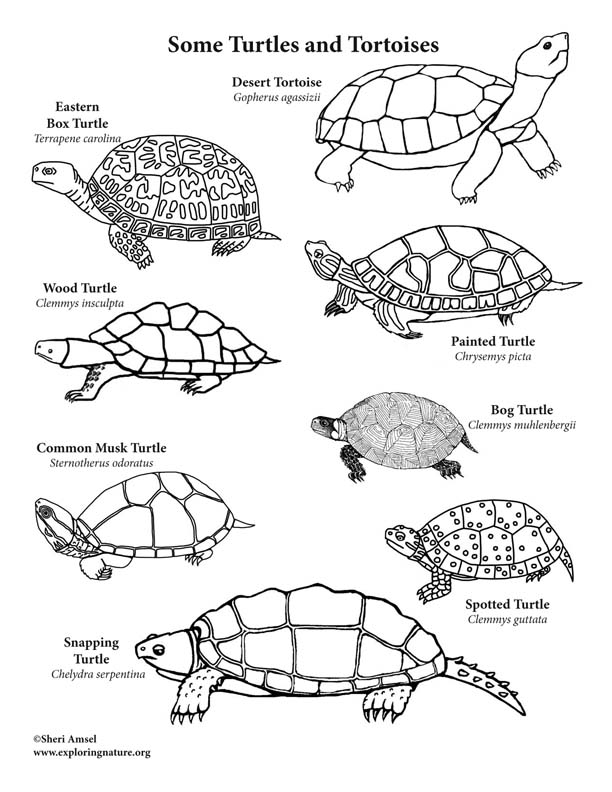 157 Endearing Tortoise Coloring Pages Printable 26