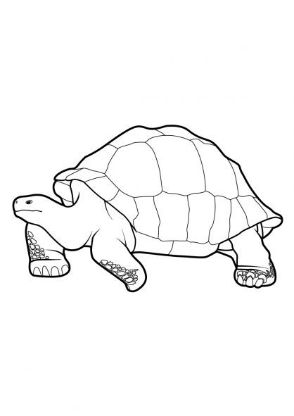 157 Endearing Tortoise Coloring Pages Printable 30