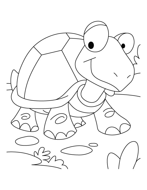 157 Endearing Tortoise Coloring Pages Printable 31