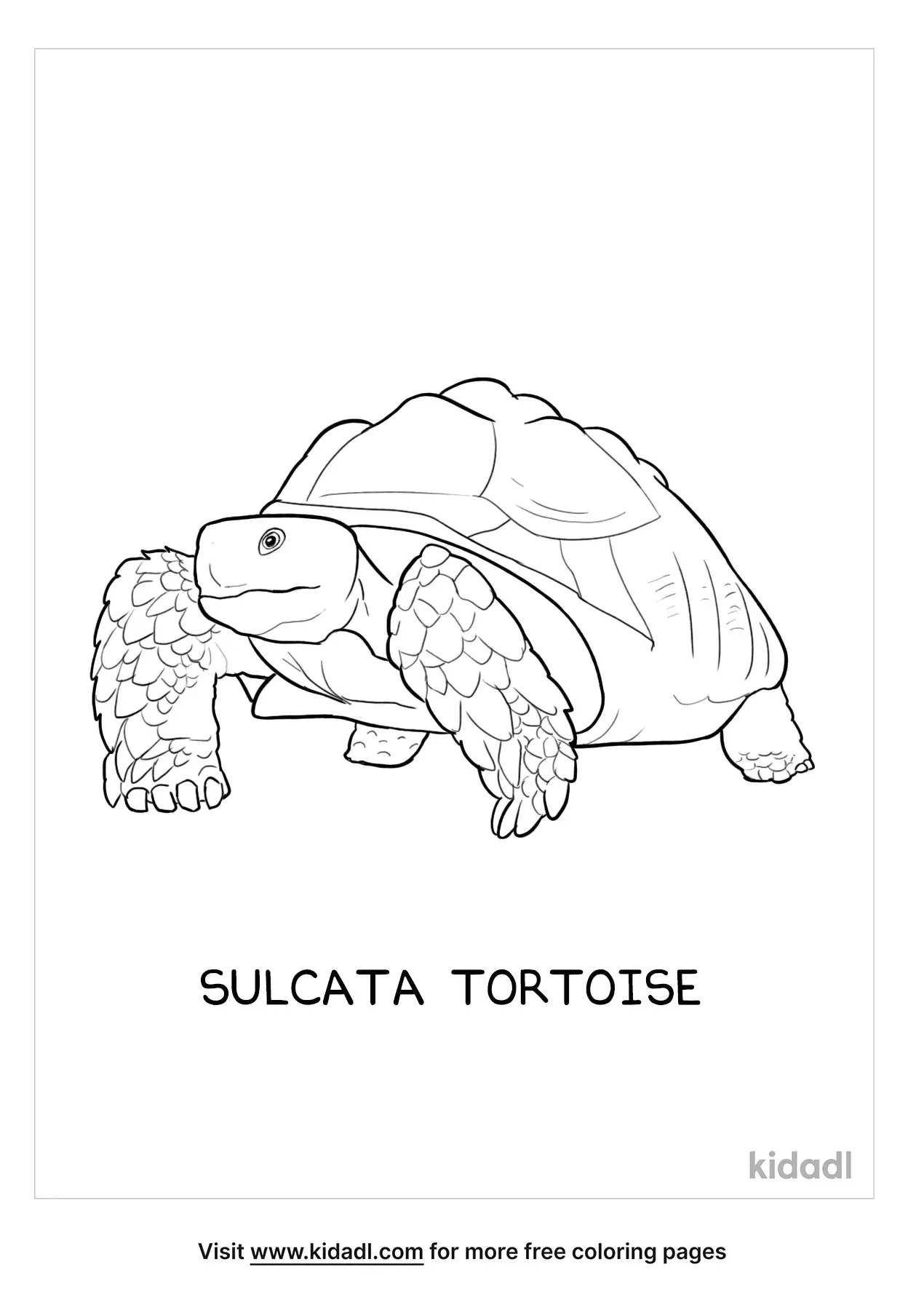 157 Endearing Tortoise Coloring Pages Printable 32