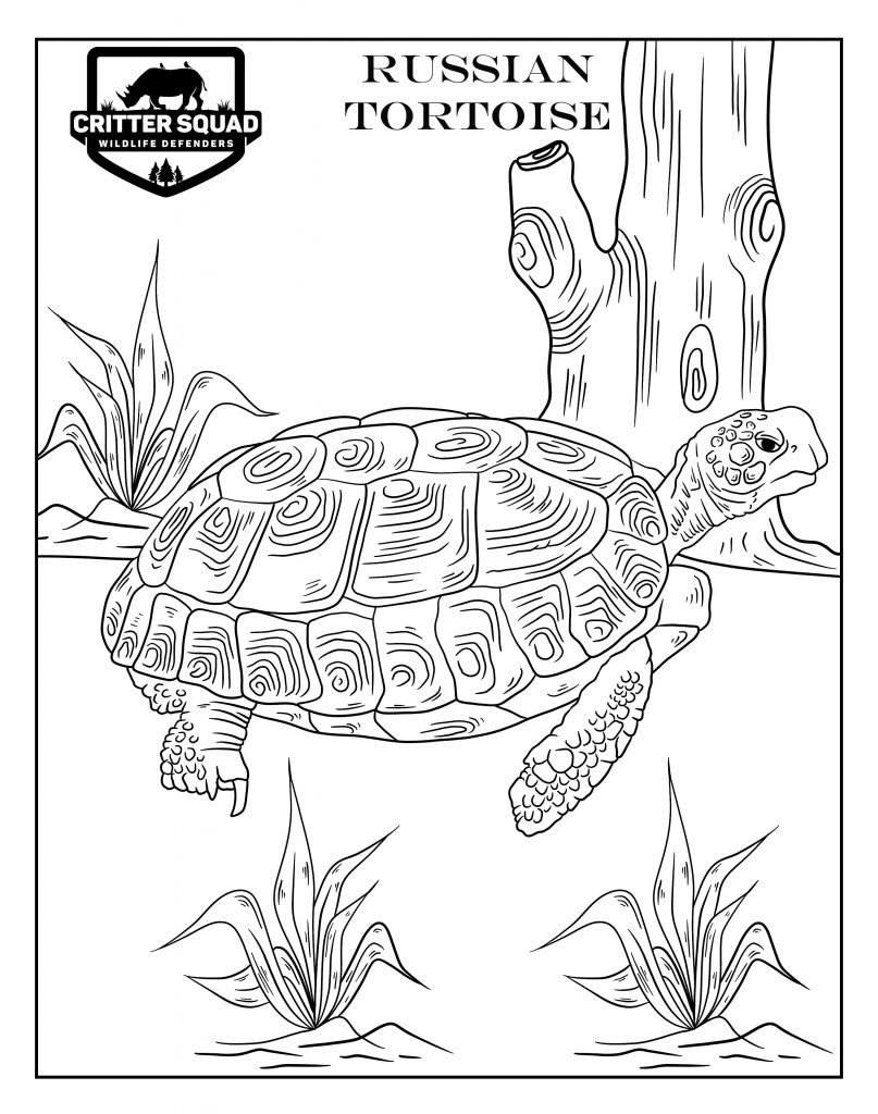 157 Endearing Tortoise Coloring Pages Printable 4