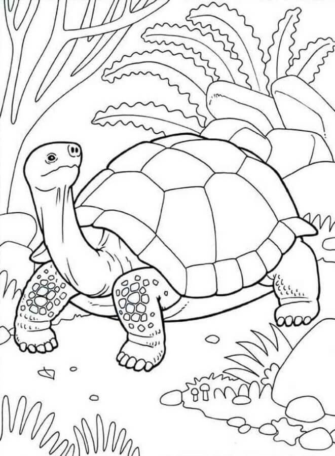 157 Endearing Tortoise Coloring Pages Printable 41