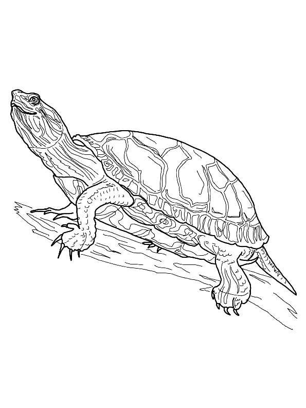 157 Endearing Tortoise Coloring Pages Printable 44