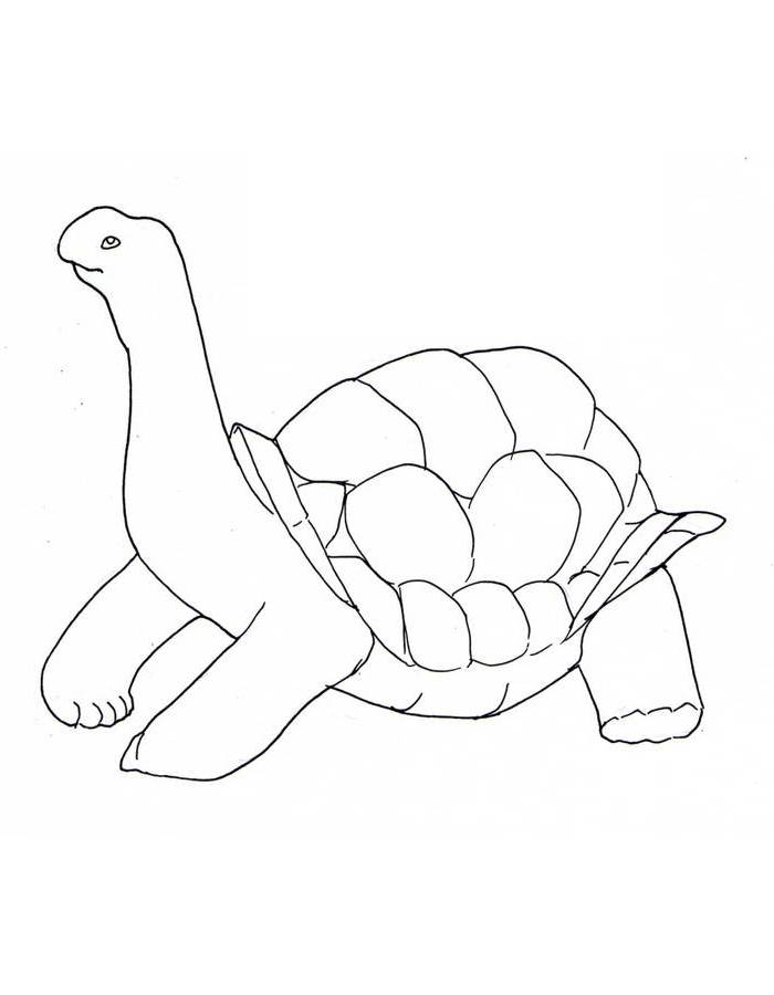 157 Endearing Tortoise Coloring Pages Printable 46