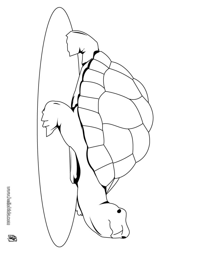 157 Endearing Tortoise Coloring Pages Printable 5