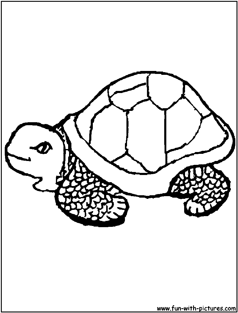 157 Endearing Tortoise Coloring Pages Printable 58