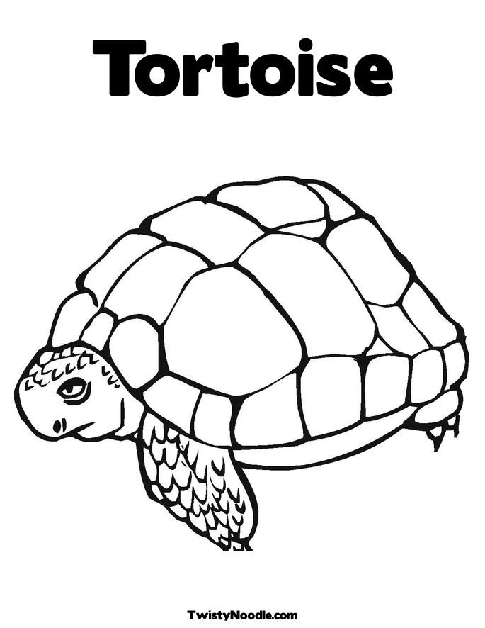 157 Endearing Tortoise Coloring Pages Printable 59