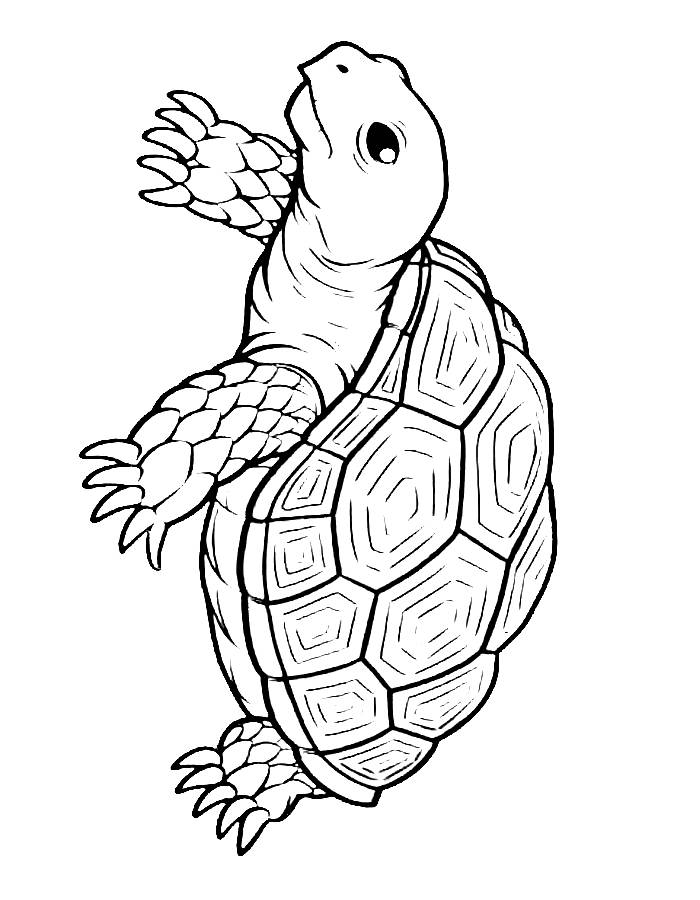 157 Endearing Tortoise Coloring Pages Printable 6