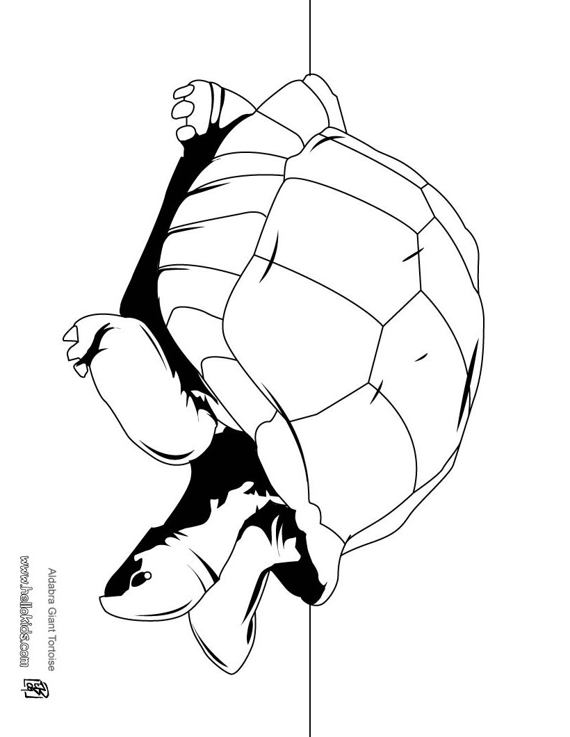 157 Endearing Tortoise Coloring Pages Printable 60