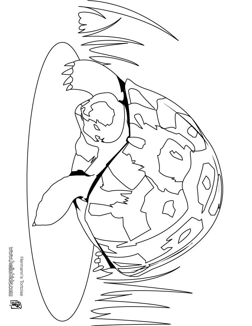 157 Endearing Tortoise Coloring Pages Printable 9