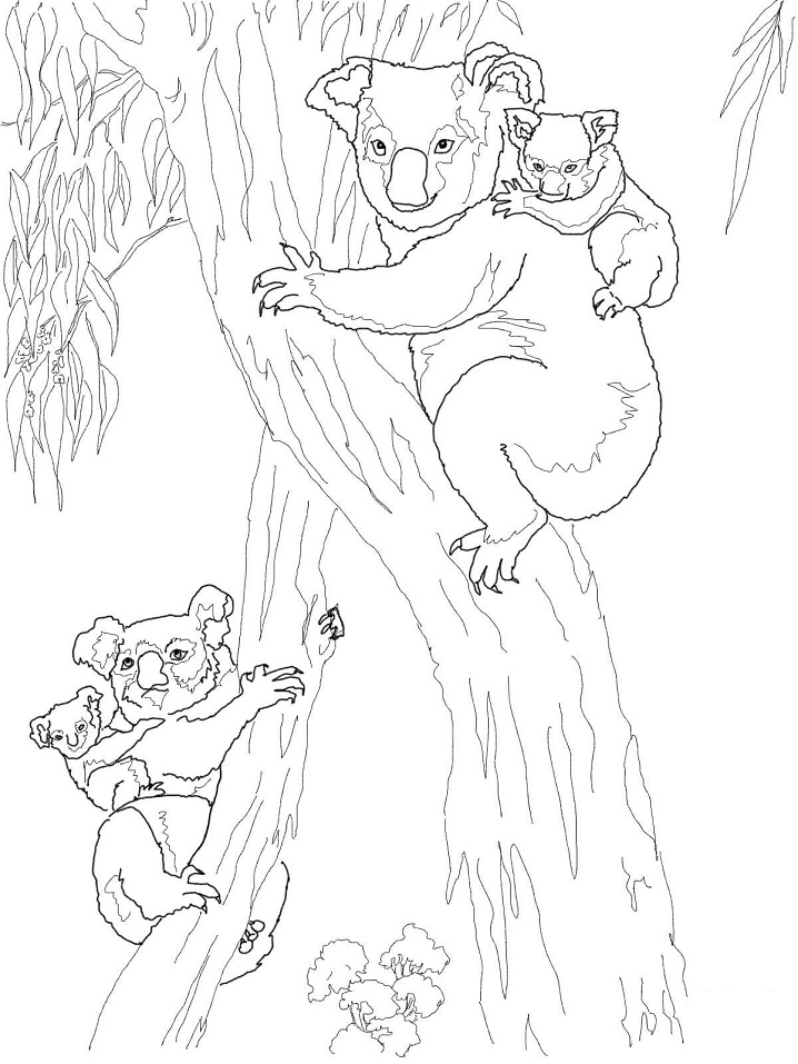 98 Delightful Koala Coloring Pages Printable 12