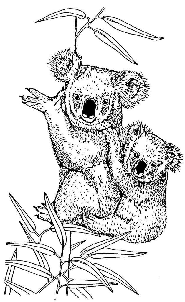 98 Delightful Koala Coloring Pages Printable 32