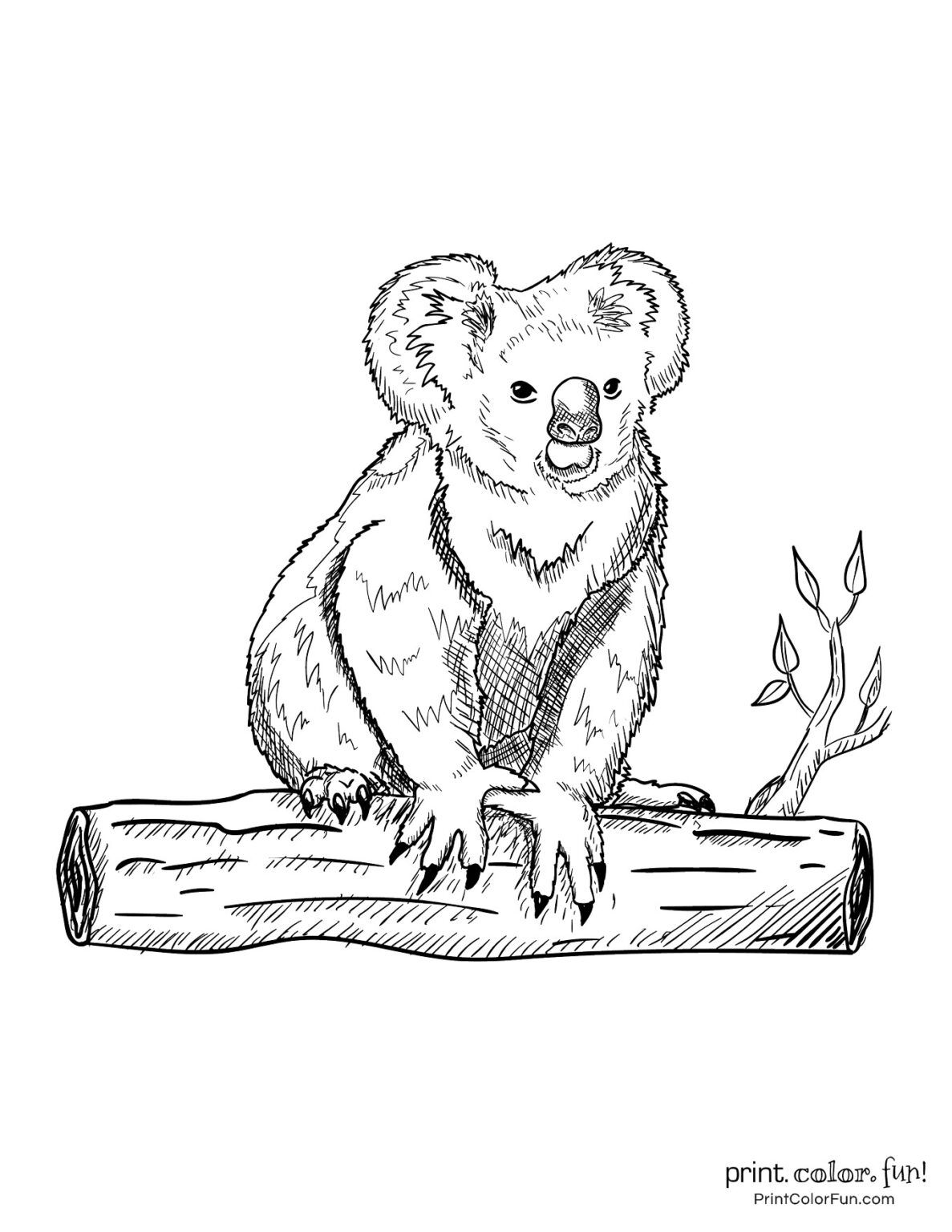 98 Delightful Koala Coloring Pages Printable 34