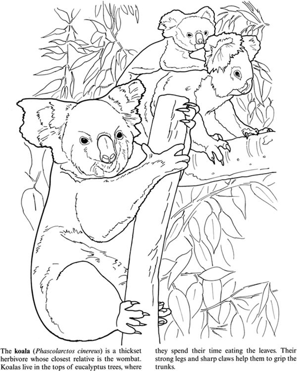 98 Delightful Koala Coloring Pages Printable 43