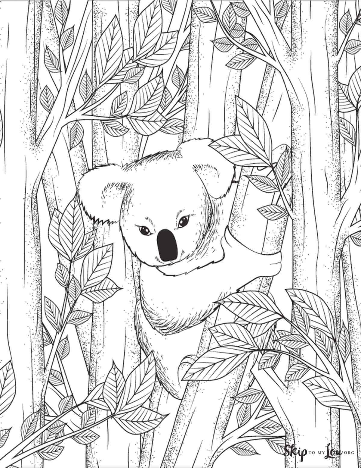 98 Delightful Koala Coloring Pages Printable 52